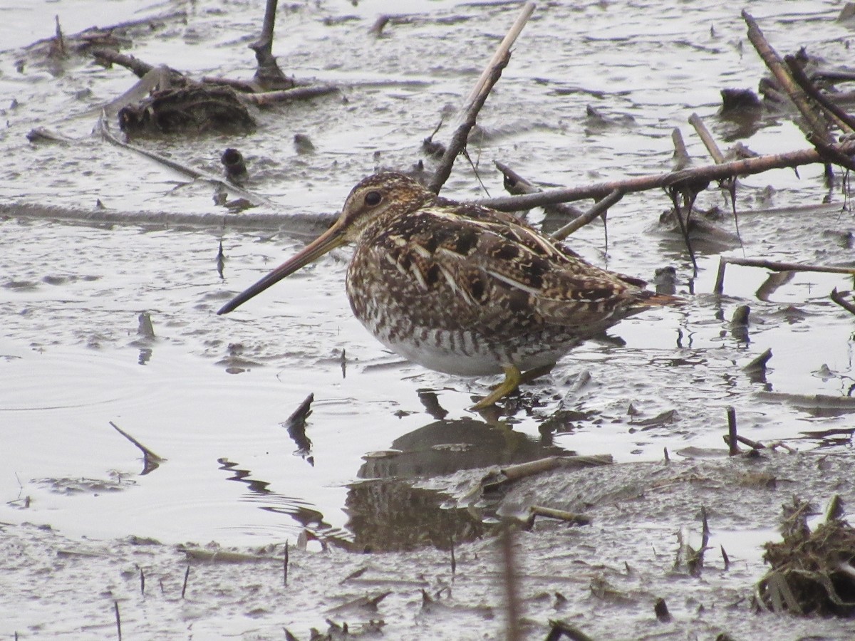 Wilson's Snipe - ML616606132