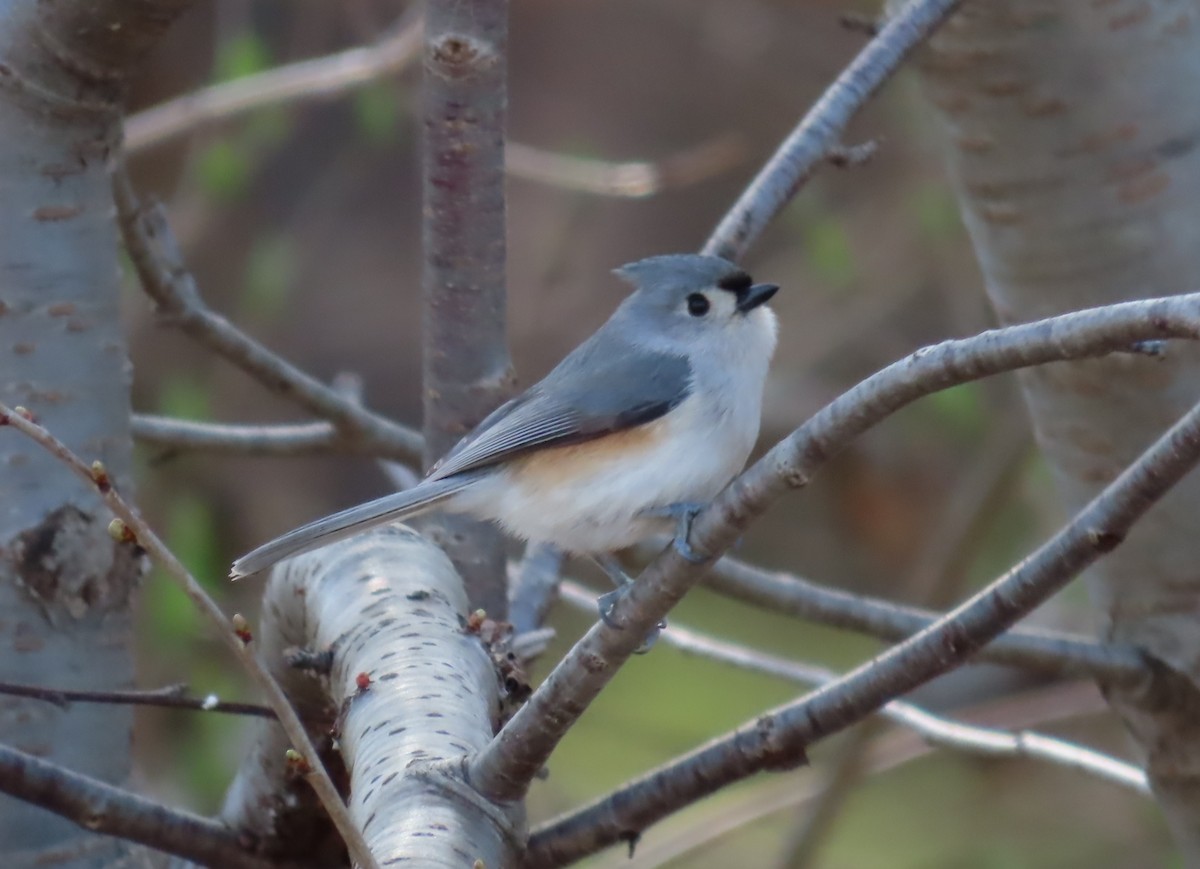 Tufted Titmouse - Bennie Saylor