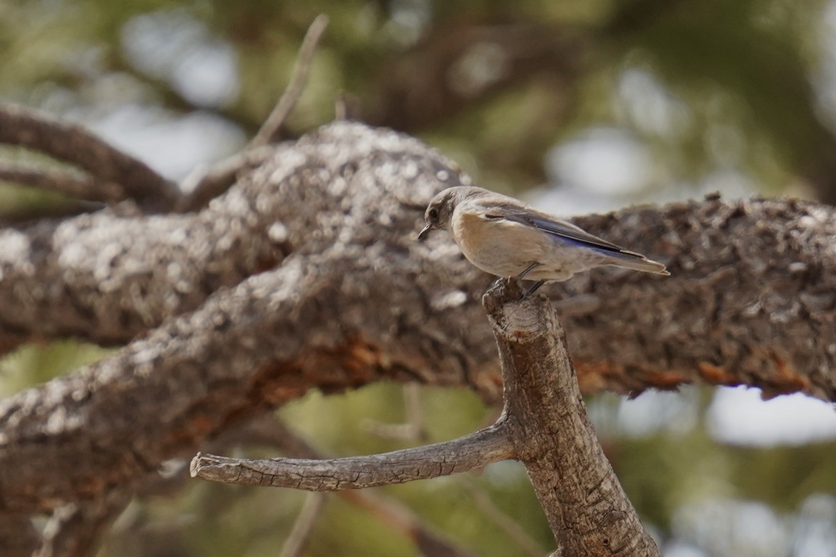 Western Bluebird - ML616606145