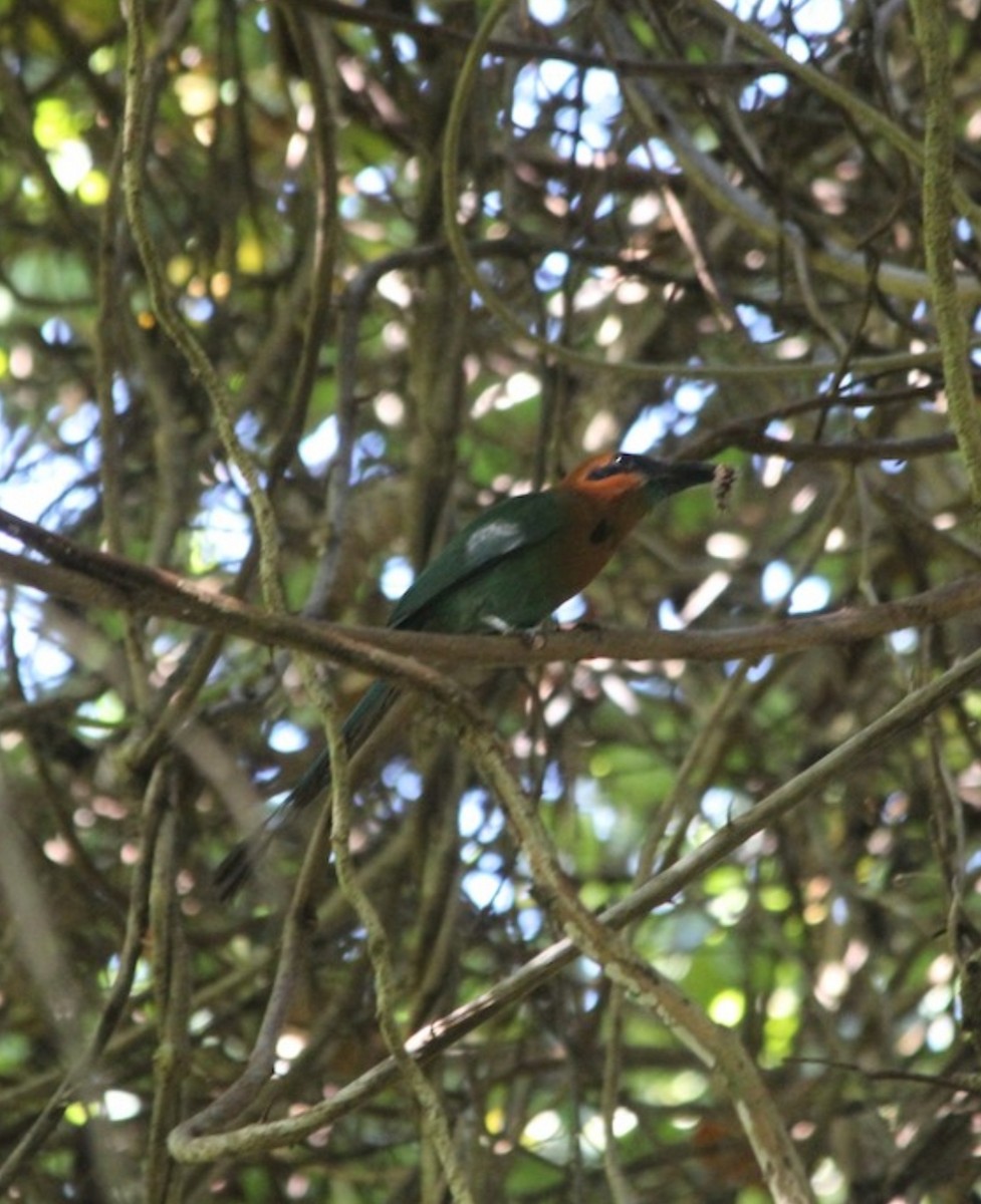 Broad-billed Motmot - Paul 🐈🔭🦜 Rodríguez @elpuma