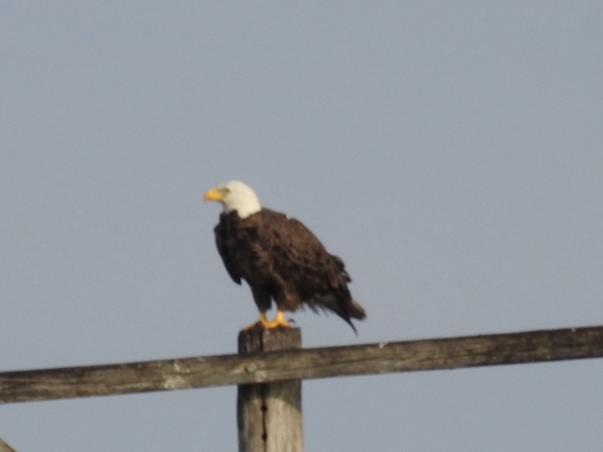 Bald Eagle - ML616606166