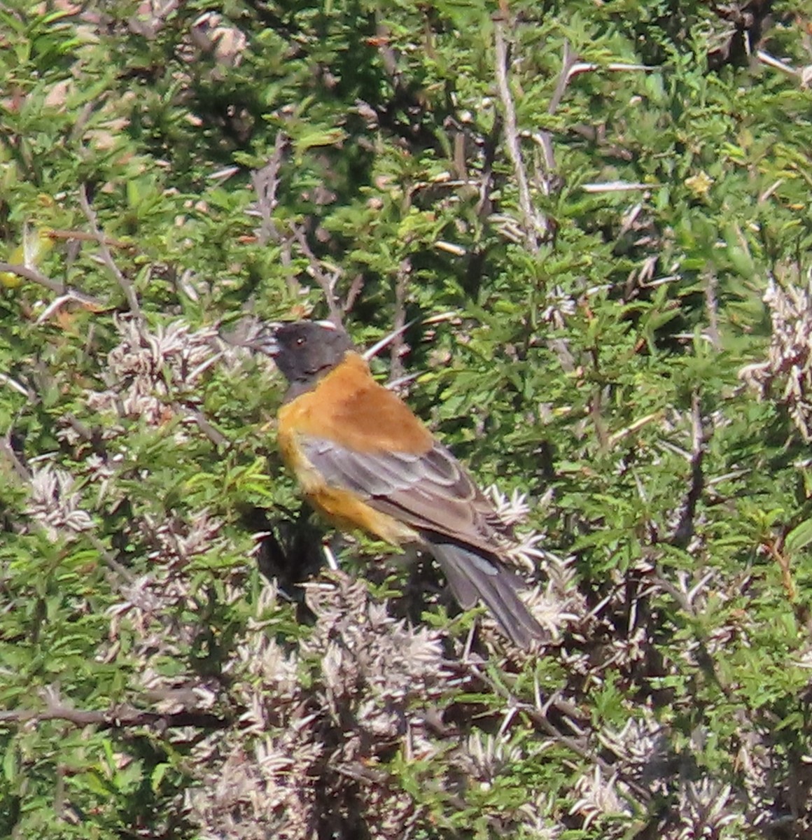 Black-hooded Sierra Finch - ML616606171