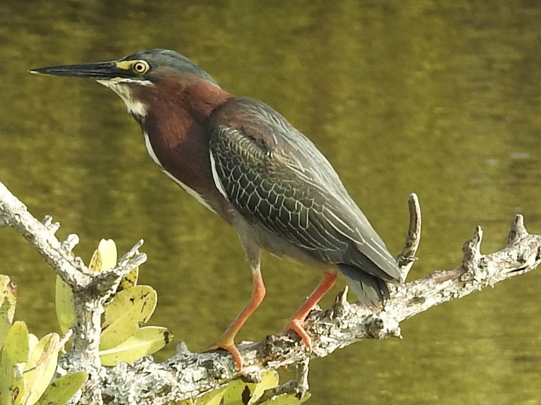 Green Heron - ML616606232