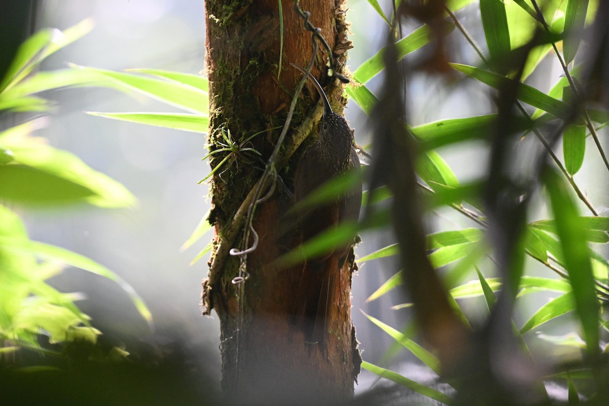 Brown-billed Scythebill - ML616606244