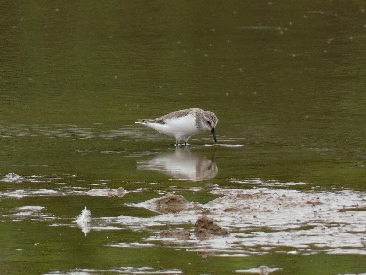 Semipalmated Sandpiper - Paul Suchanek