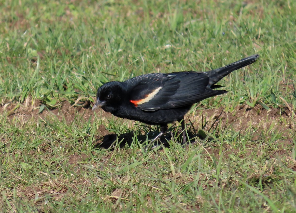 Red-winged Blackbird - Bennie Saylor