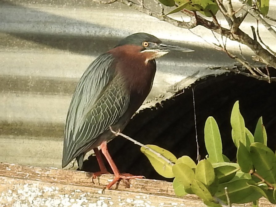 Green Heron - ML616606263