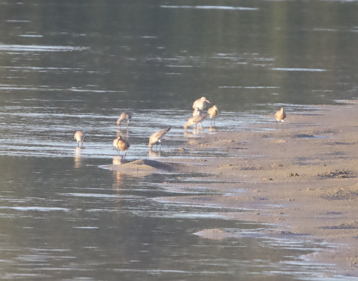 Bar-tailed Godwit - ML616606282