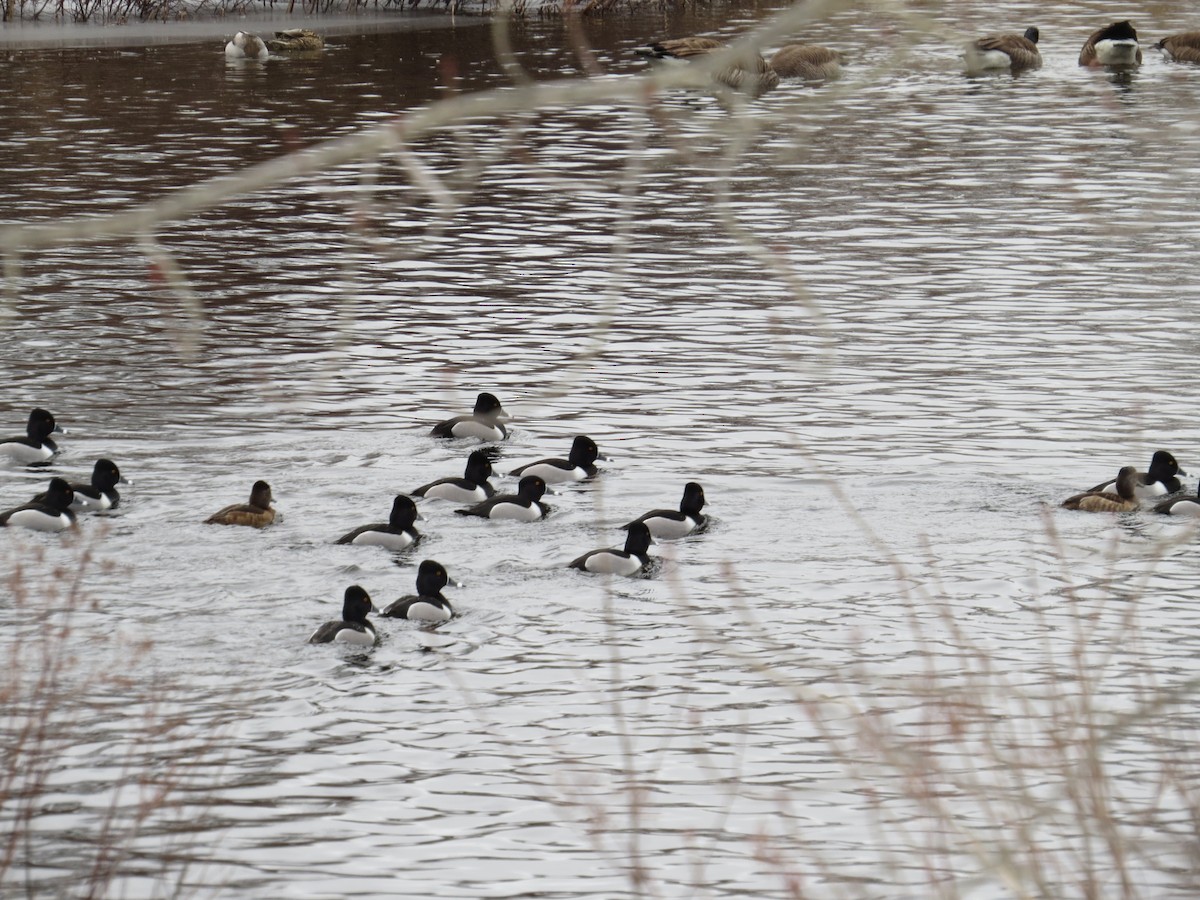 Ring-necked Duck - ML616606318