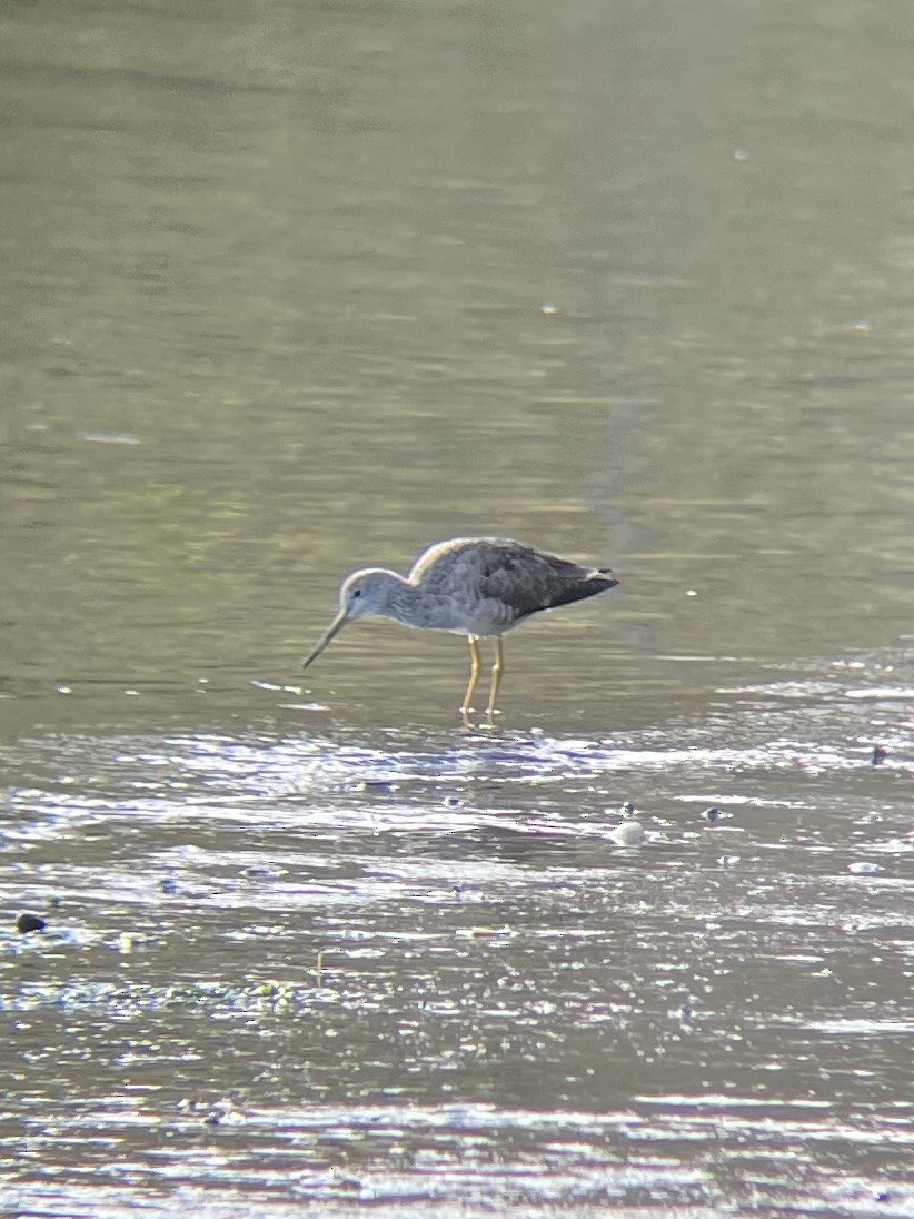 Greater Yellowlegs - ML616606362