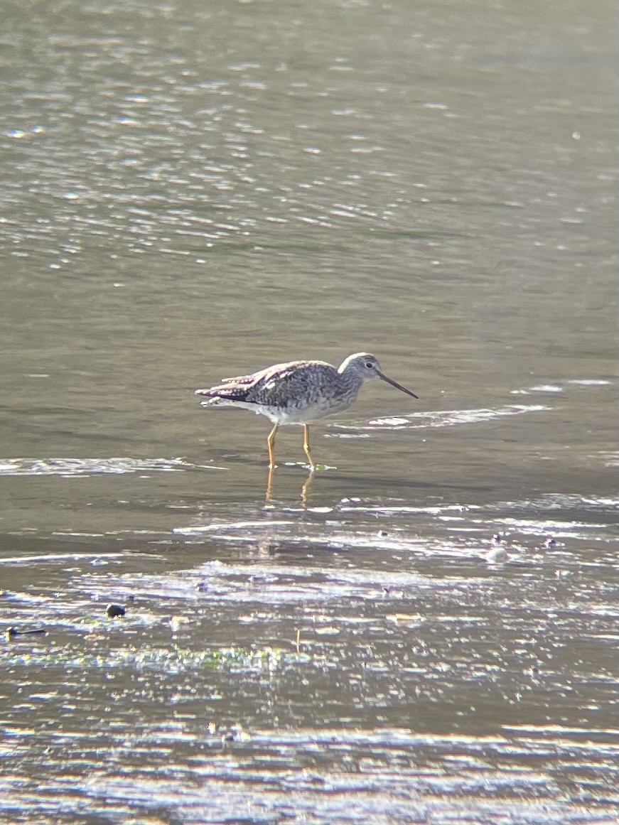 Greater Yellowlegs - ML616606363