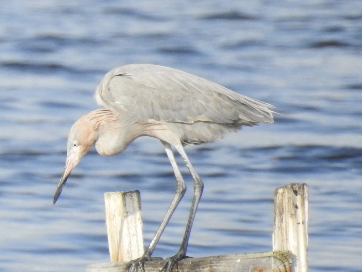 Reddish Egret - ML616606389