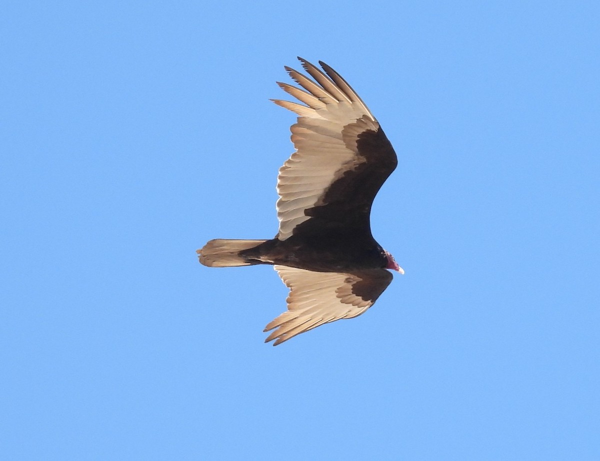Turkey Vulture - ML616606442