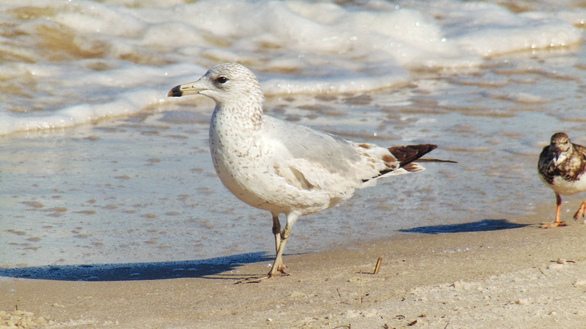 Ring-billed Gull - ML616606451