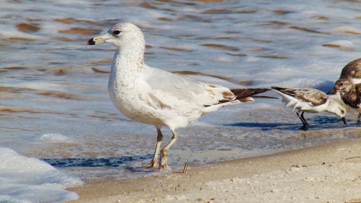 Ring-billed Gull - ML616606452