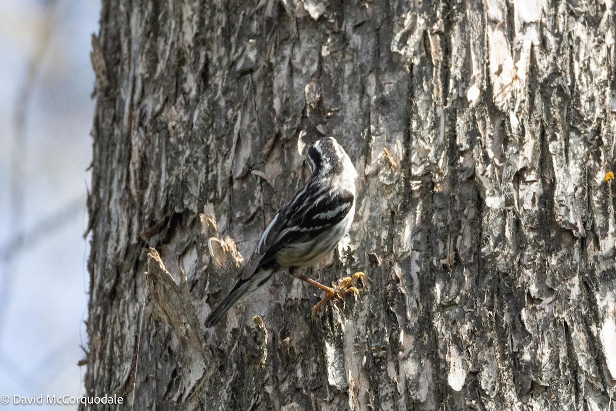 Black-and-white Warbler - ML616606505