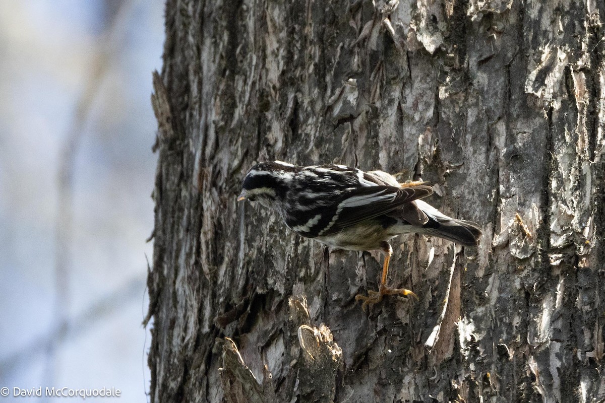 Black-and-white Warbler - ML616606506