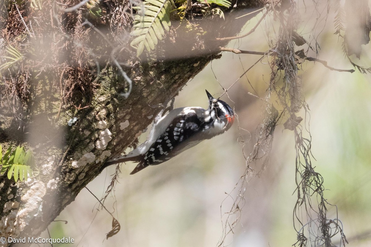 Downy Woodpecker (Eastern) - ML616606510