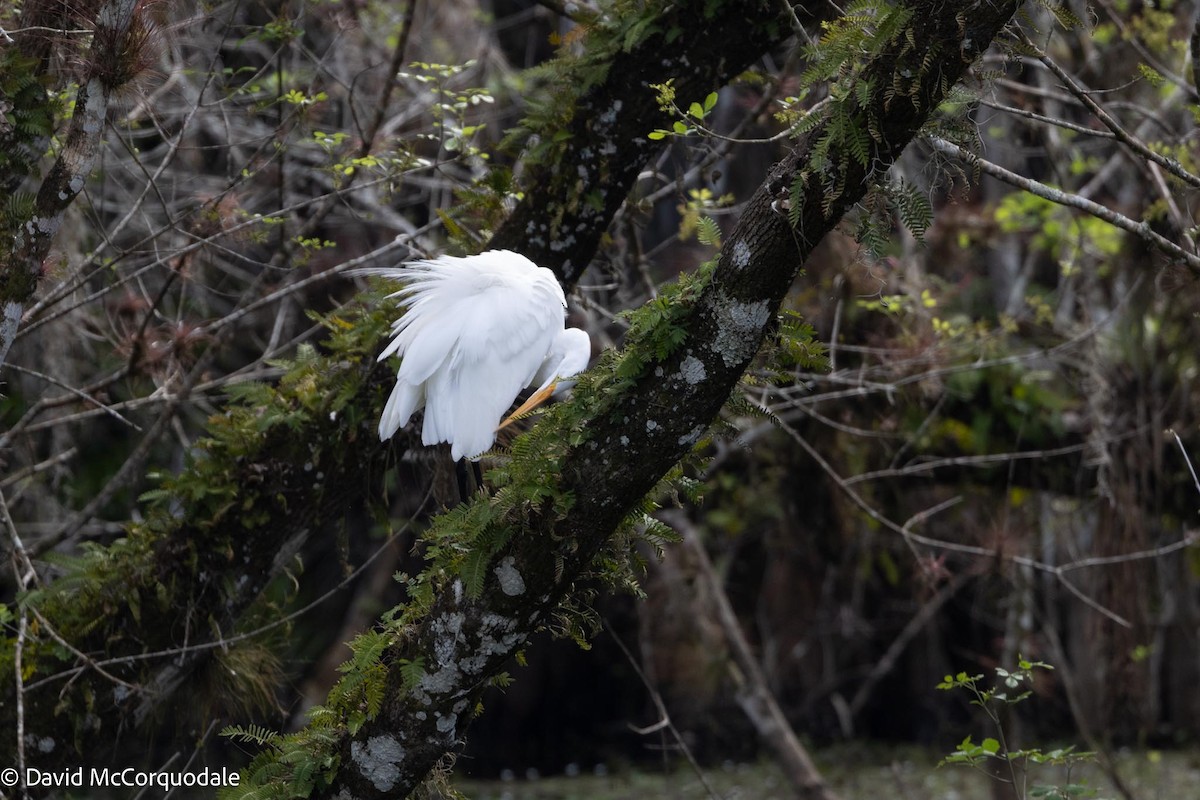 Great Egret (American) - ML616606517