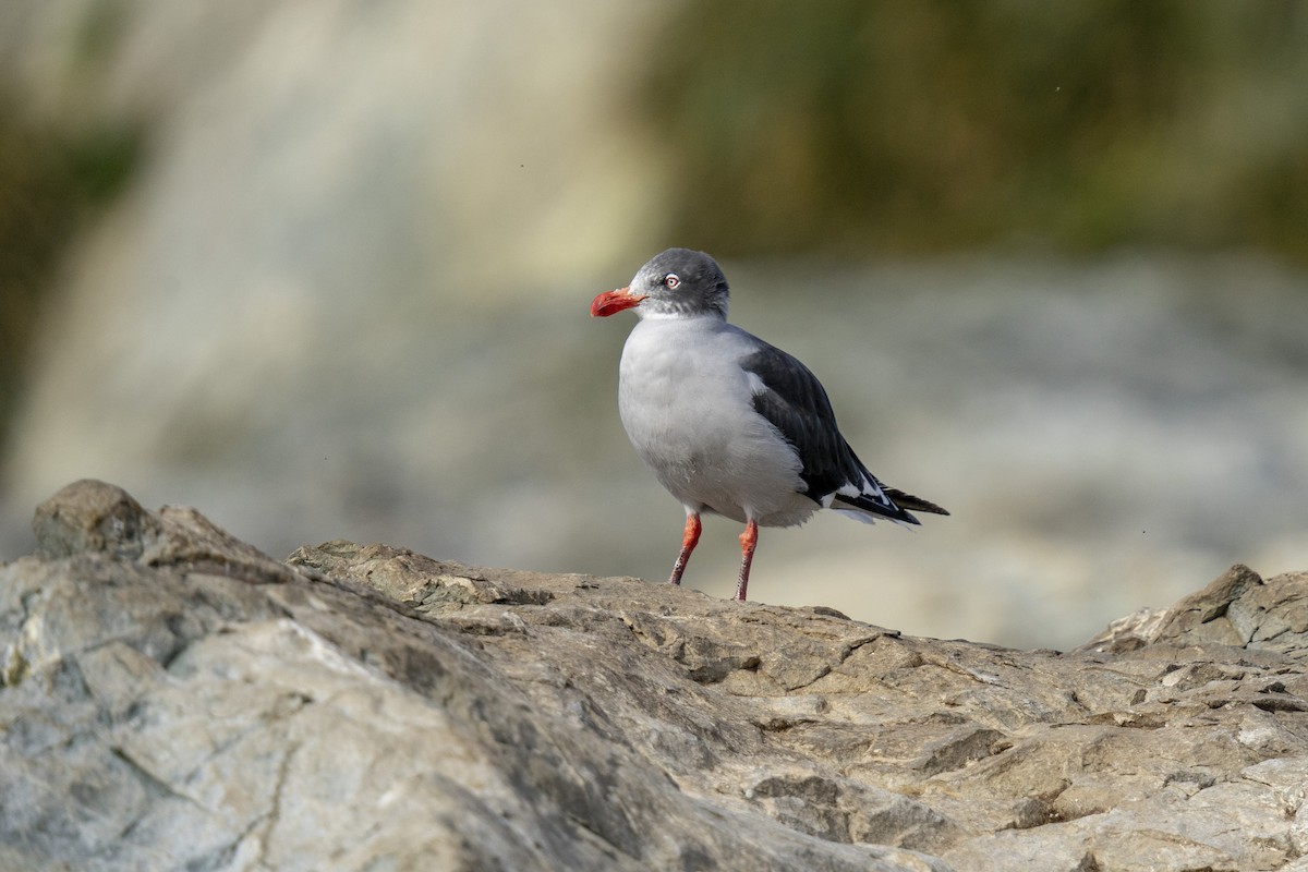 Gaviota Patagona - ML616606562