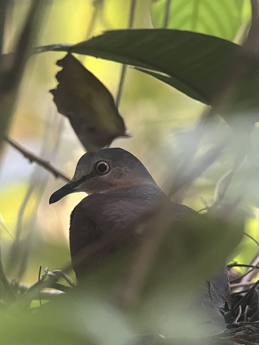 holub šedohlavý (ssp. plumbeiceps/notia) - ML616606567