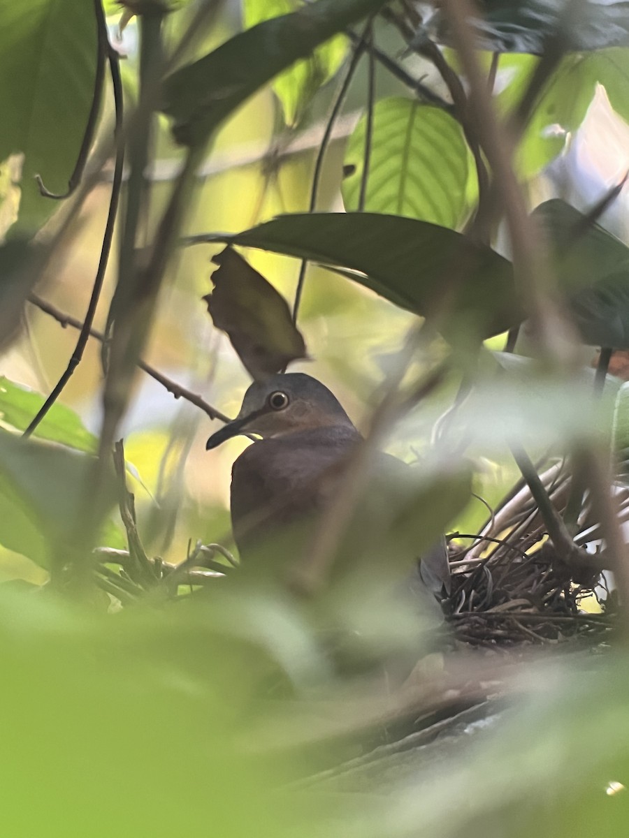 Сероголовая голубка (plumbeiceps/notia) - ML616606568