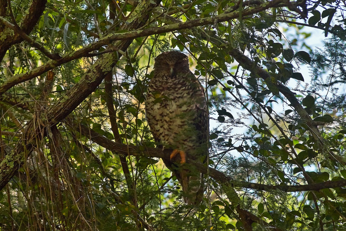 Powerful Owl - Sara Young