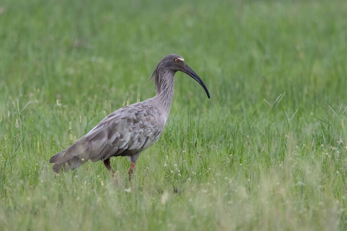 ibis běločelý - ML616606587