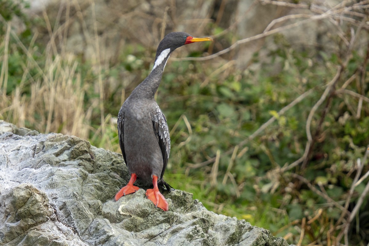 Red-legged Cormorant - ML616606642