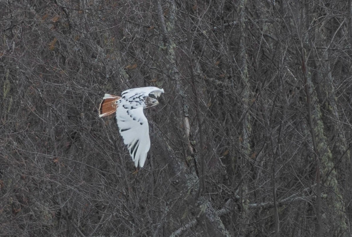 Red-tailed Hawk - ML616606677