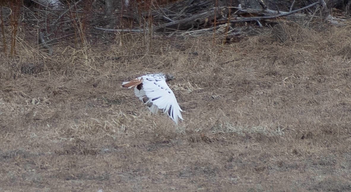 Red-tailed Hawk - ML616606693