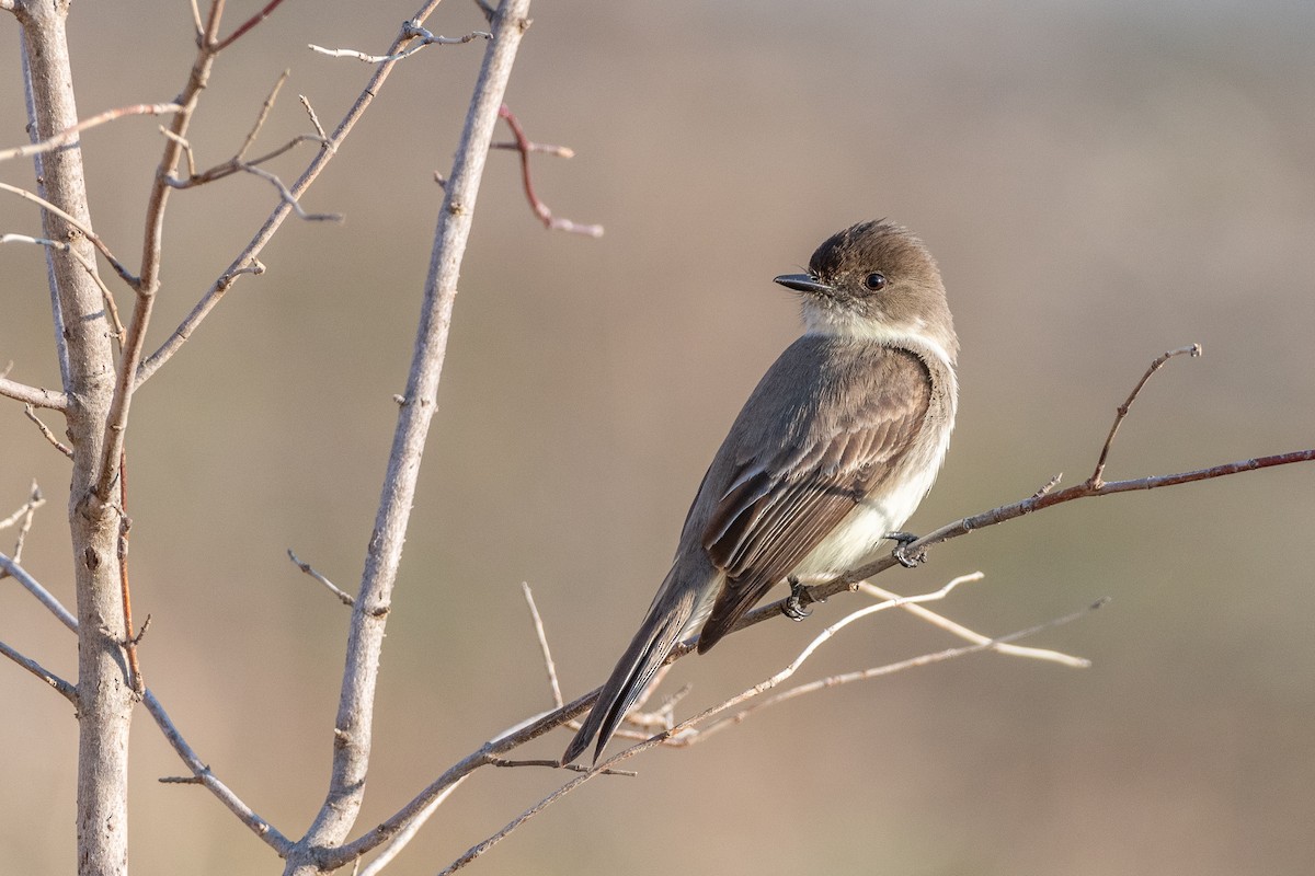 Eastern Phoebe - ML616606708