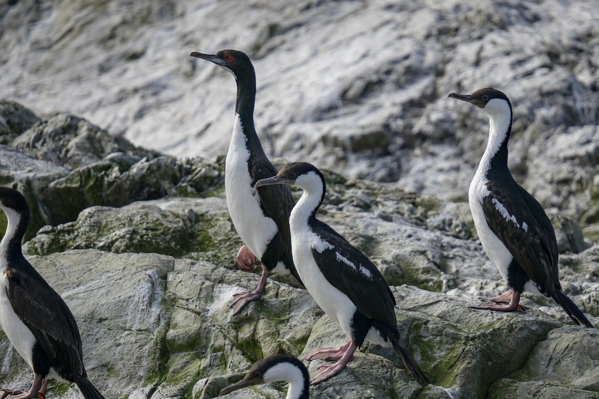 Cormoran de Bougainville - ML616606710