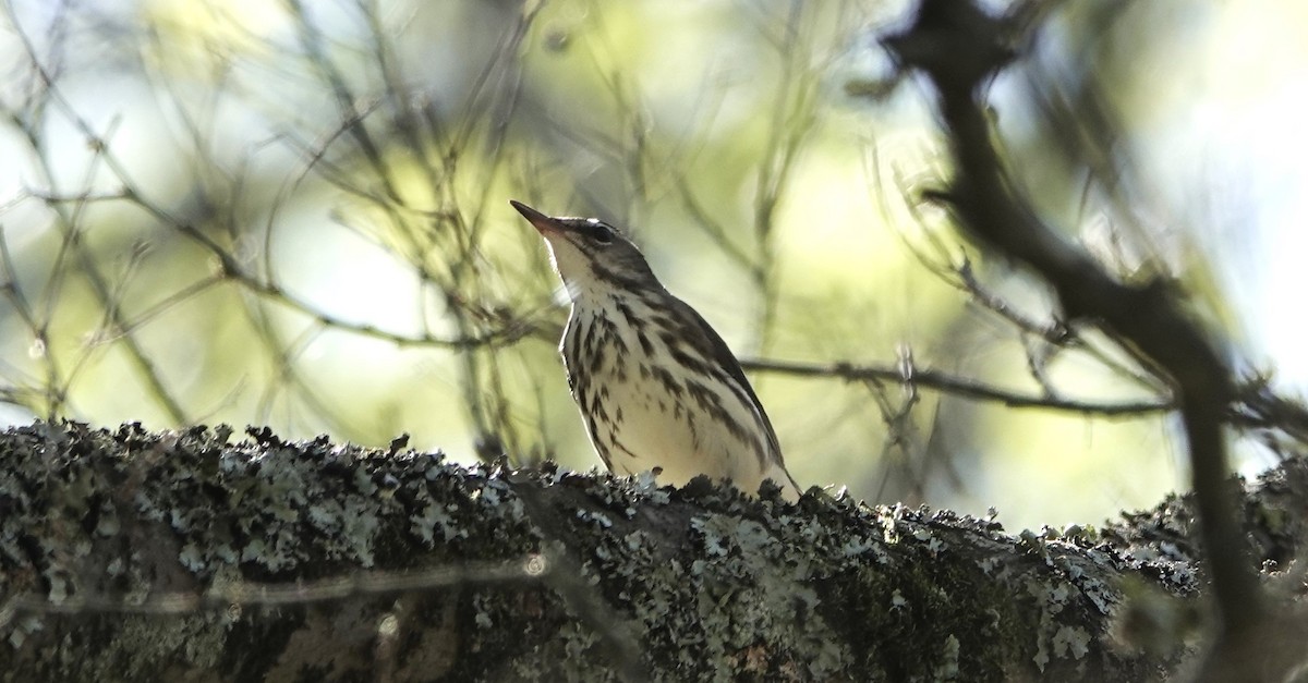 Louisiana Waterthrush - Brian Carlson