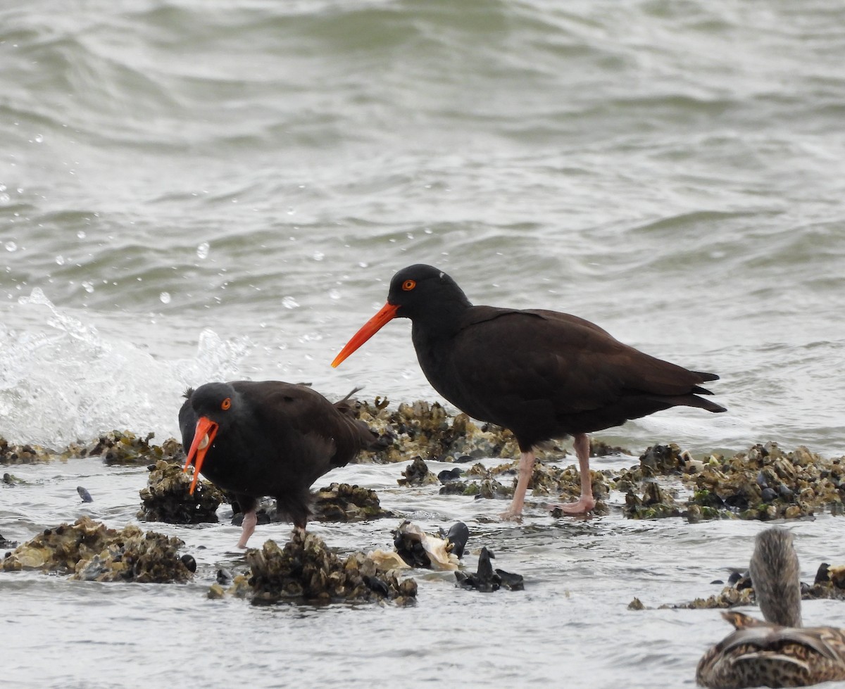 Black Oystercatcher - ML616606758