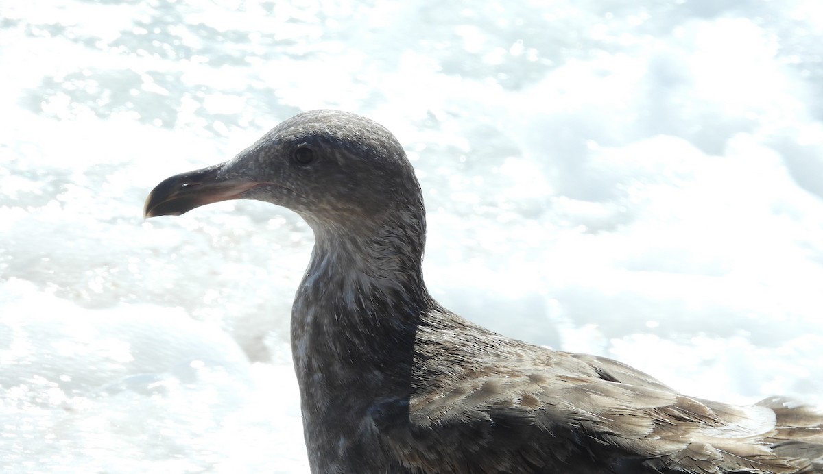 Gaviota Occidental - ML616606828