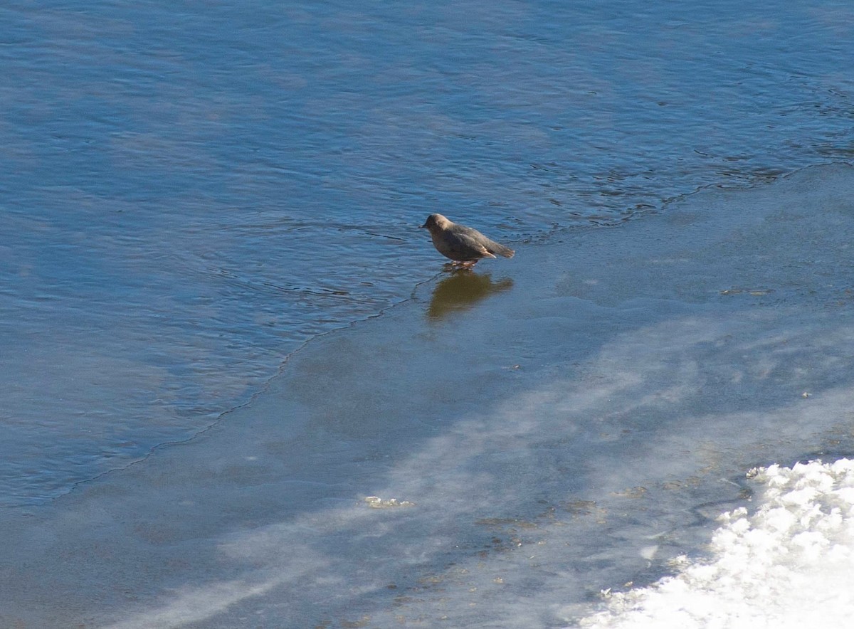 American Dipper - ML616606852