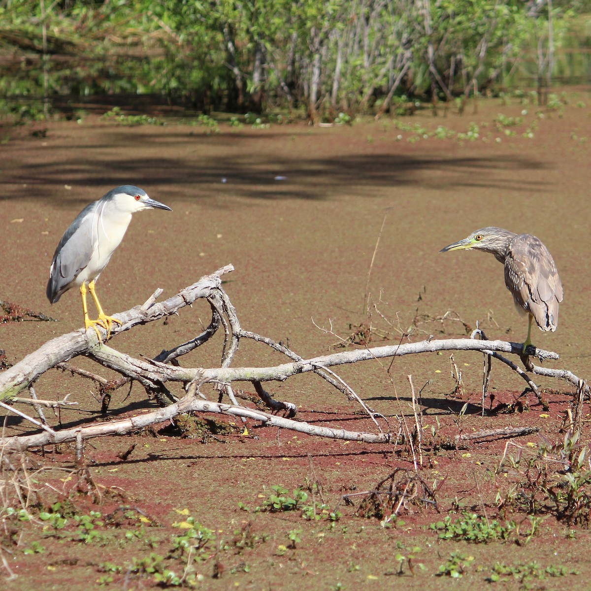 Black-crowned Night Heron - ML616606864