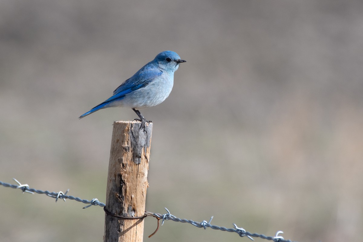 Mountain Bluebird - ML616606865