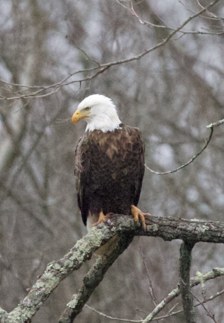 Bald Eagle - ML616606866