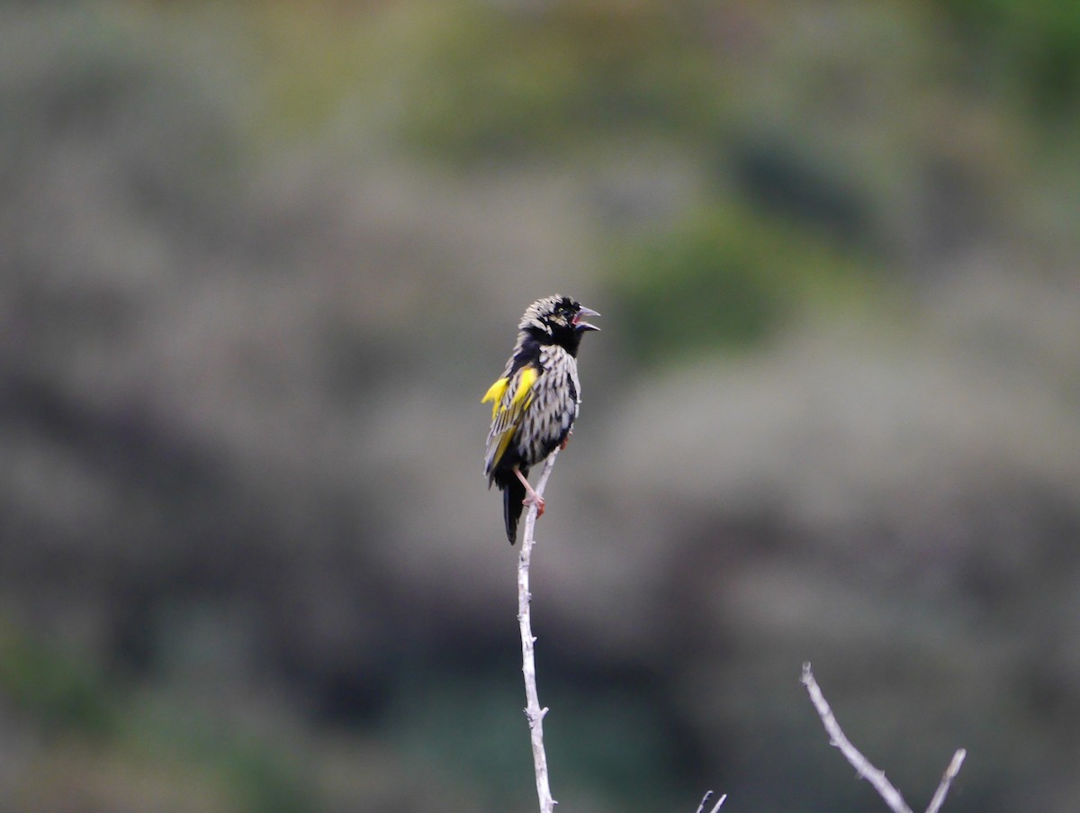 Yellow Bishop (Yellow) - ML616606889