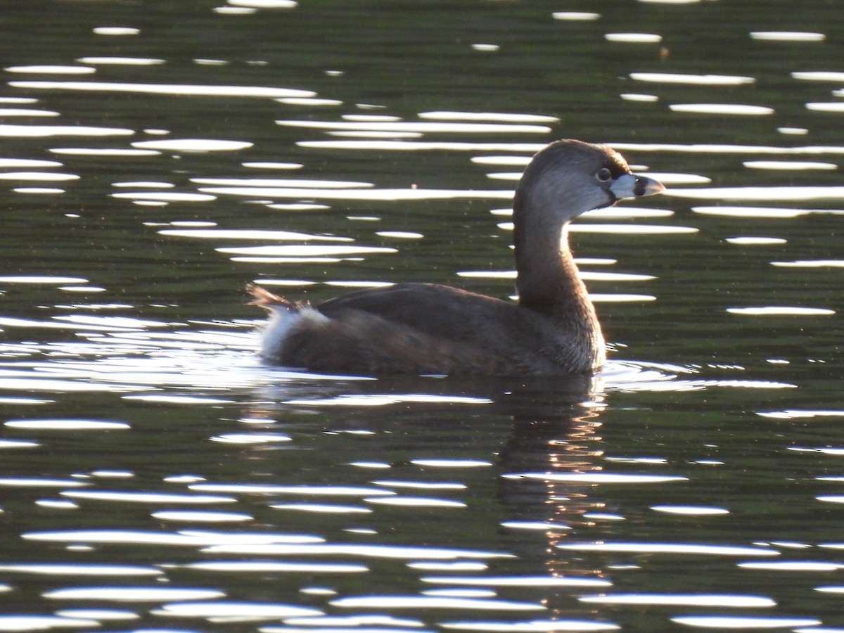 Pied-billed Grebe - ML616606902