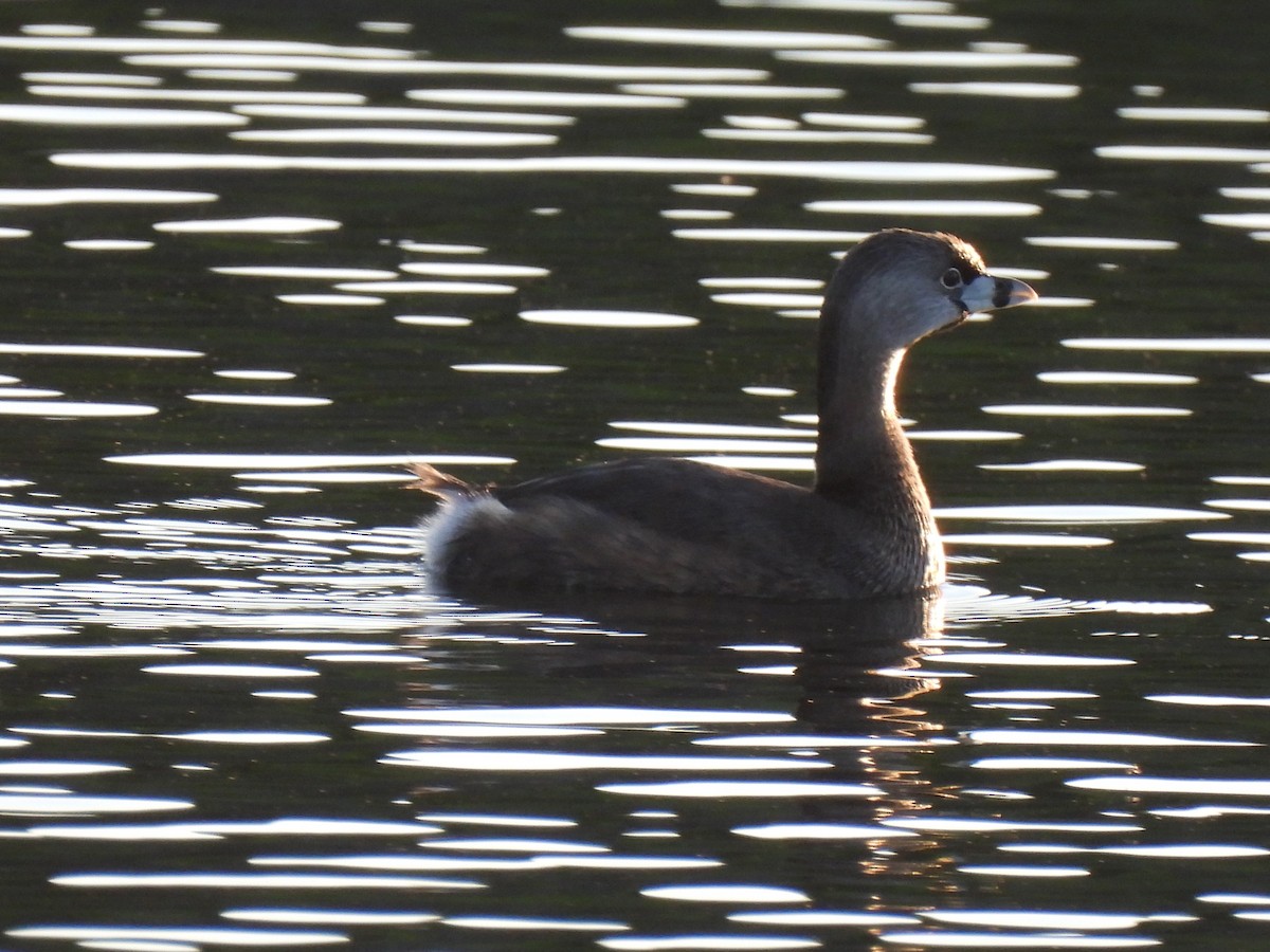 Pied-billed Grebe - ML616606903