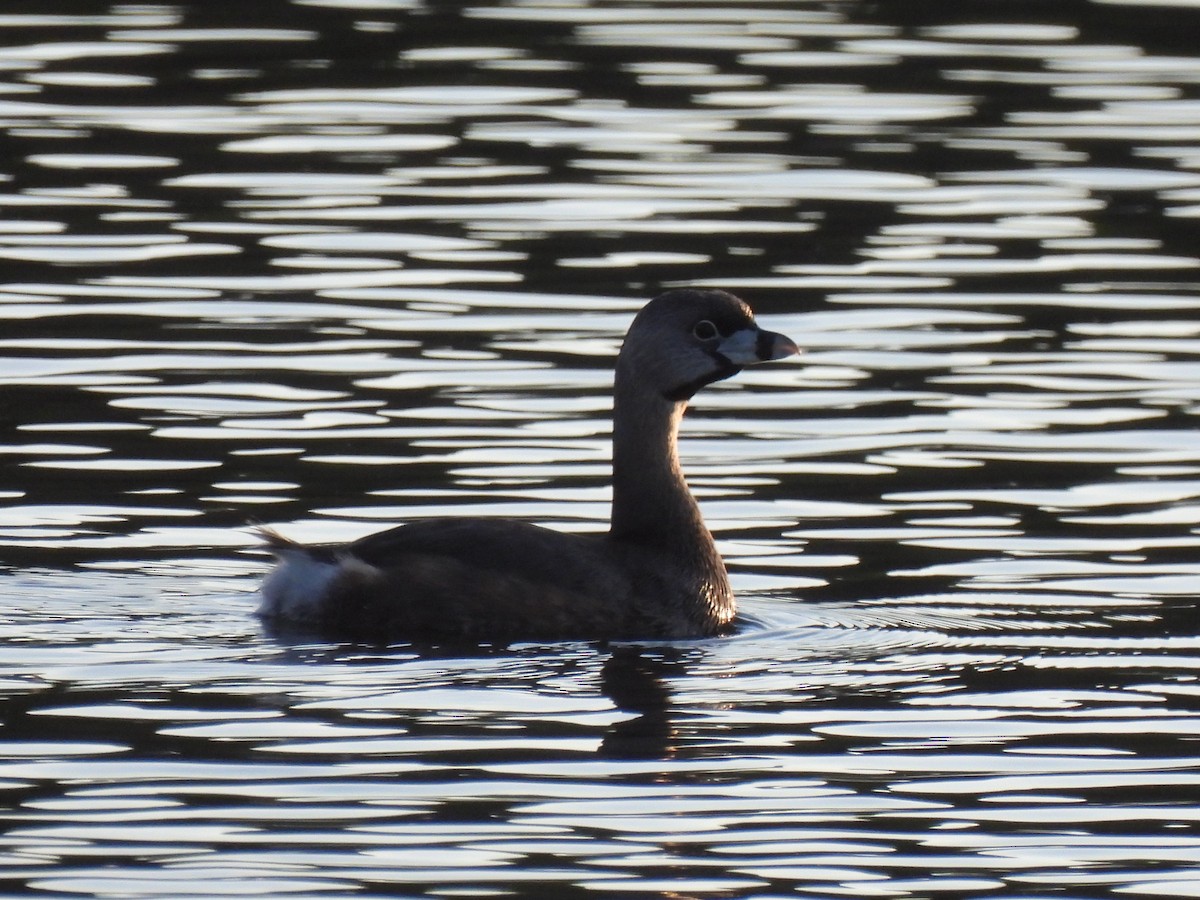 Pied-billed Grebe - ML616606904