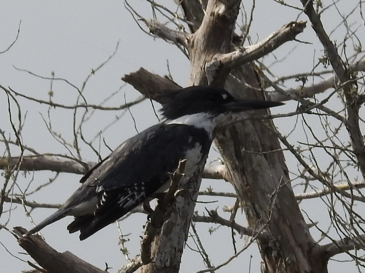 Belted Kingfisher - ML616606957