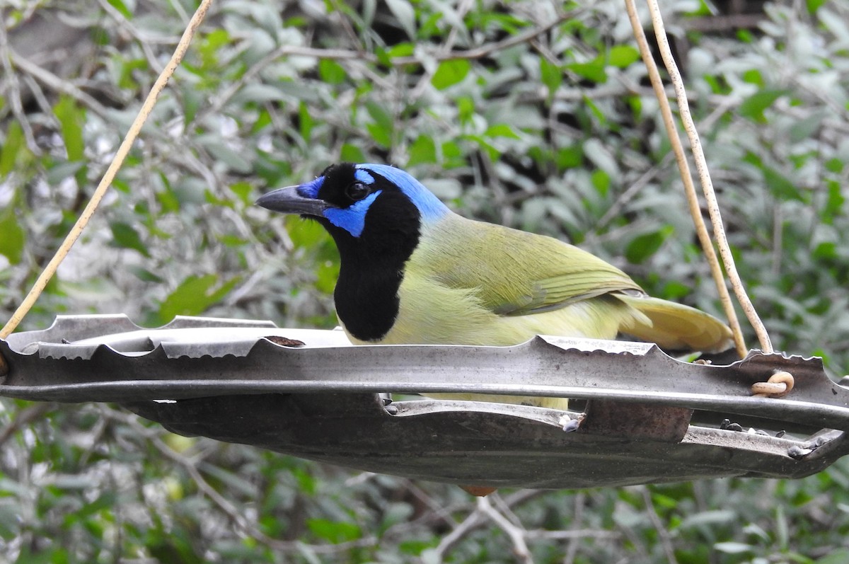 Green Jay - ML616606983