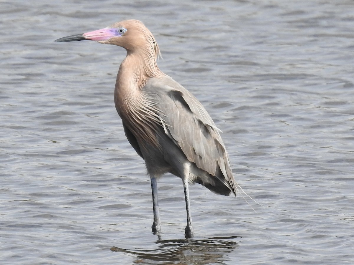 Reddish Egret - ML616607006