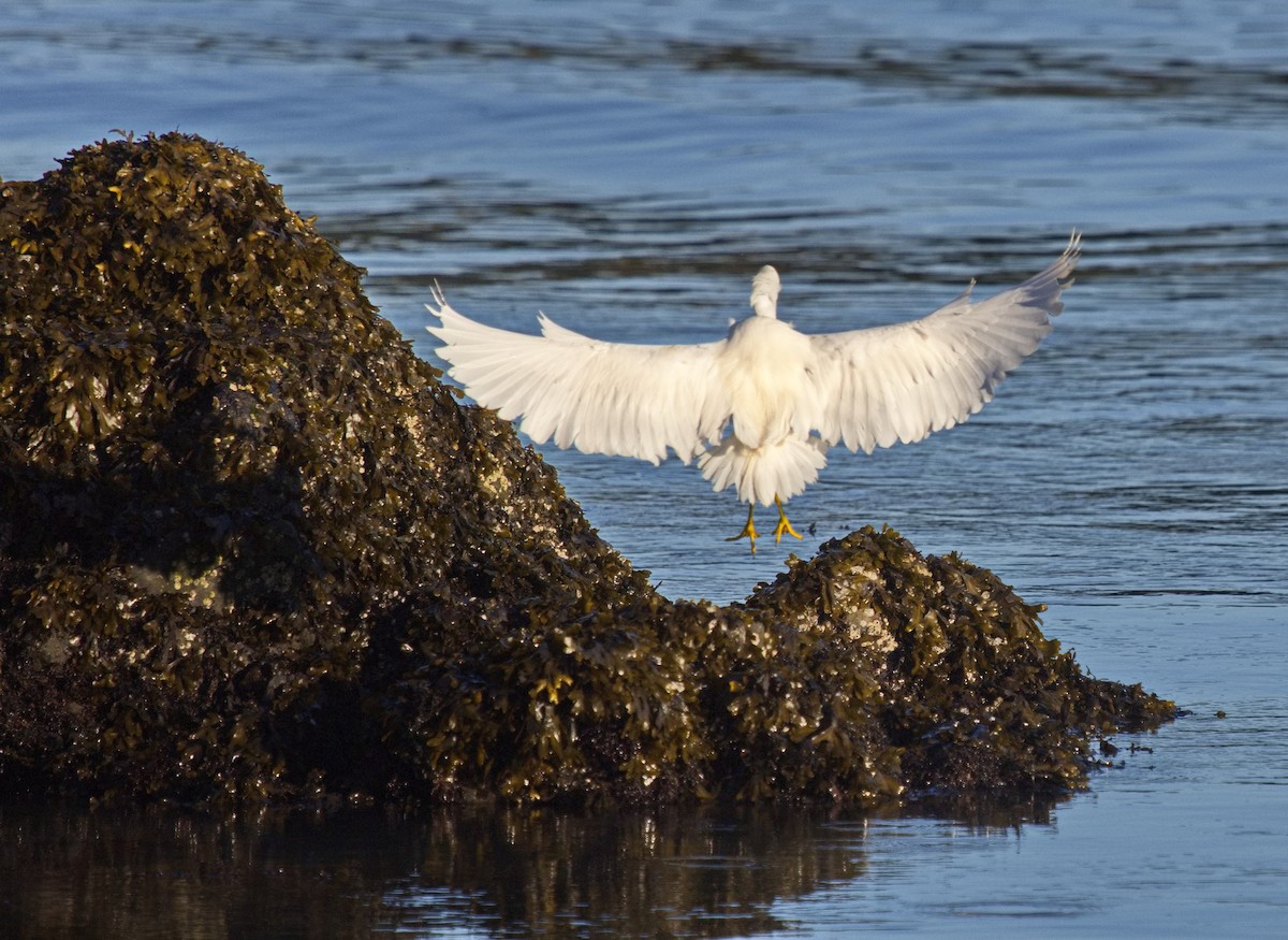 Snowy Egret - ML616607013