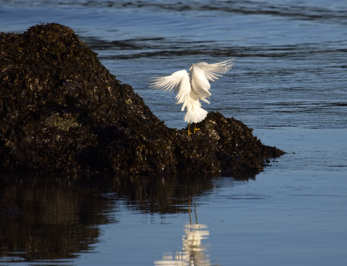 Snowy Egret - ML616607014