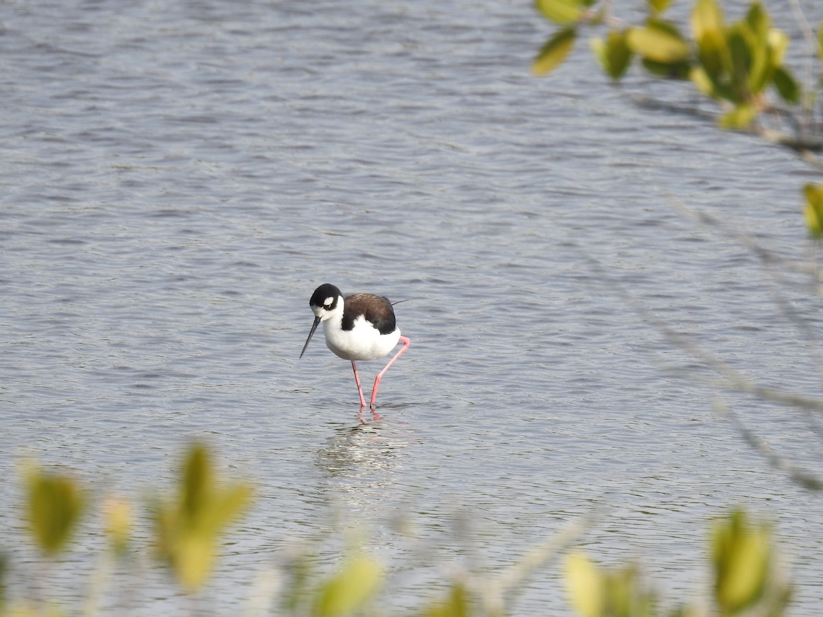 Black-necked Stilt - ML616607018